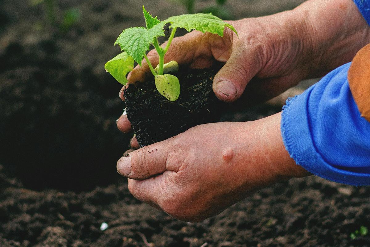 Що і коли садити на городі Що і коли садити на городі