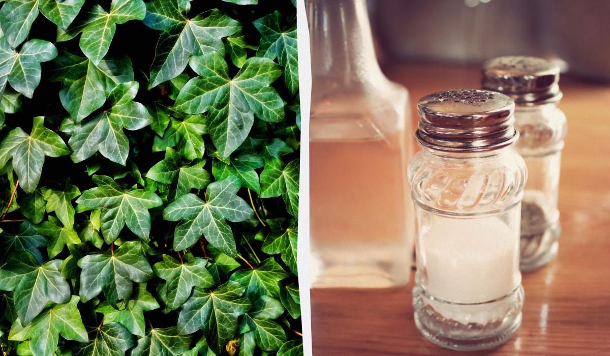 Плющ не виживе: 2 дешеві засоби з кухні, які дають результат за кілька днів