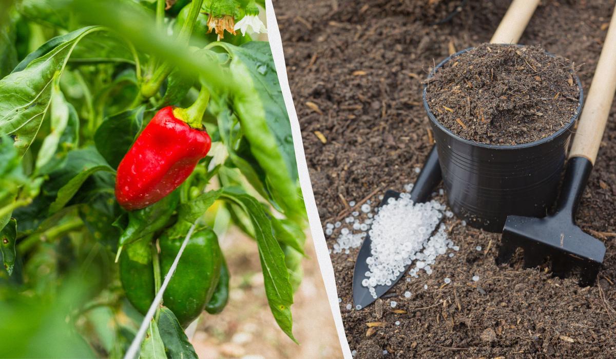 Що потрібно додати в лунку під час посадки перцю