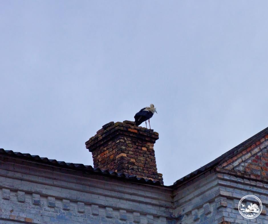 Білі лелеки повернулися до Чорнобиля вперше за 20 років (фото) Білі лелеки повернулися до Чорнобиля вперше за 20 років (фото)