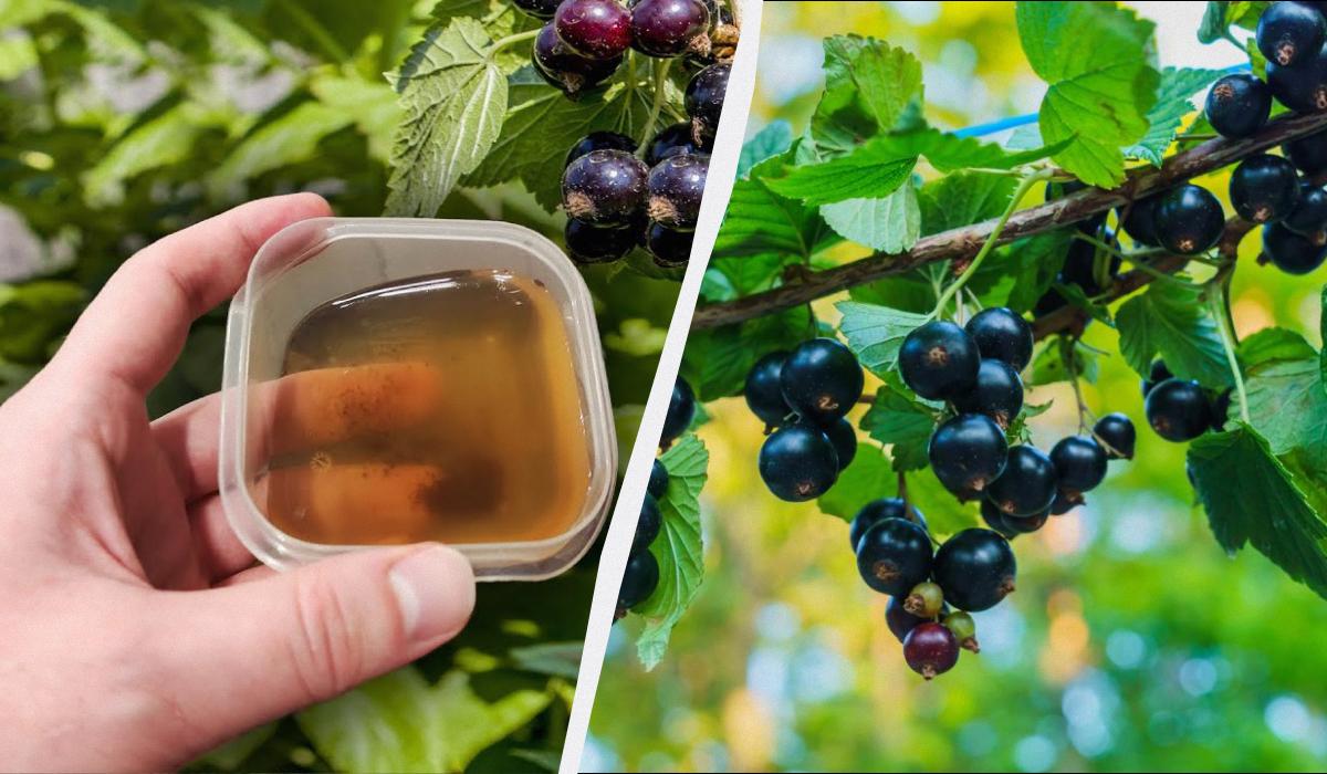 чем подкормить смородину весной