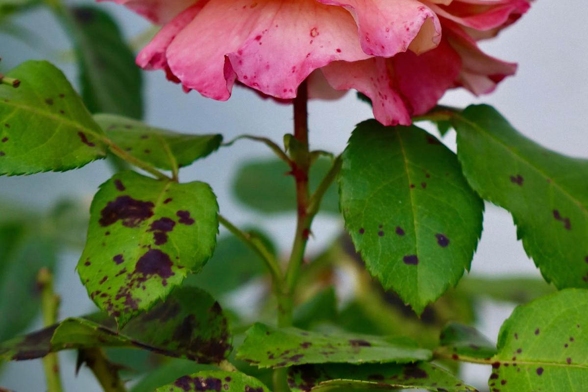 Что лучше от черной пятнистости на розах Что лучше от черной пятнистости на розах