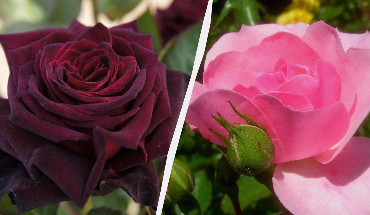 які 10 сортів троянд цвітуть усе літо та стійкі до хвороб