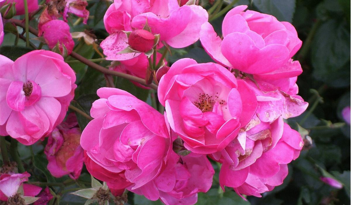 Який сорт троянди цвістиме все літо