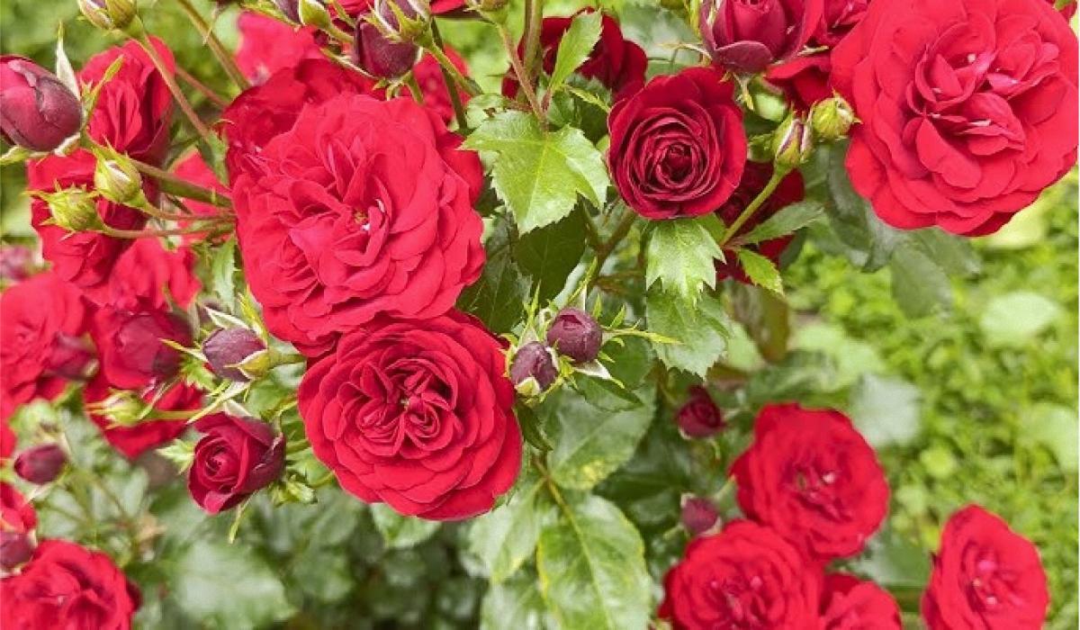 Який сорт троянди цвістиме все літо