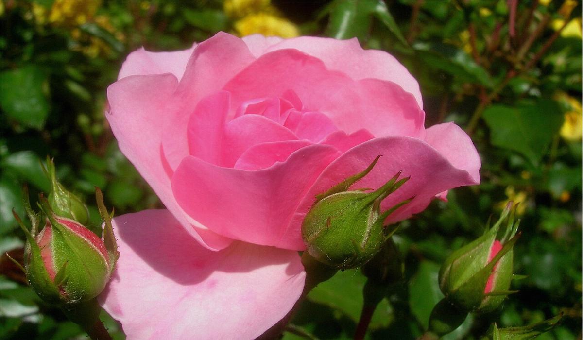 Який сорт троянди цвістиме все літо