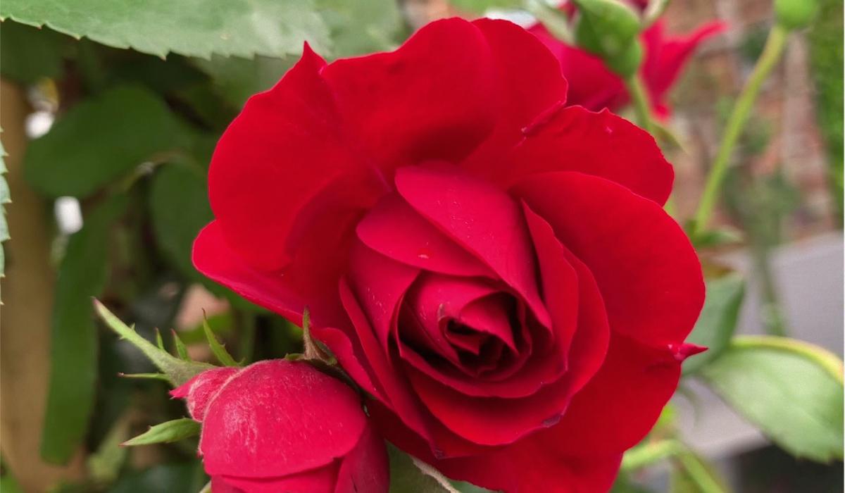 Який сорт троянди цвістиме все літо