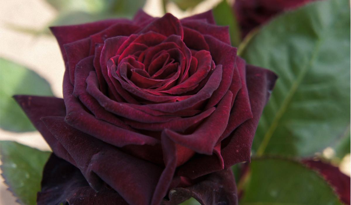 Який сорт троянди цвістиме все літо