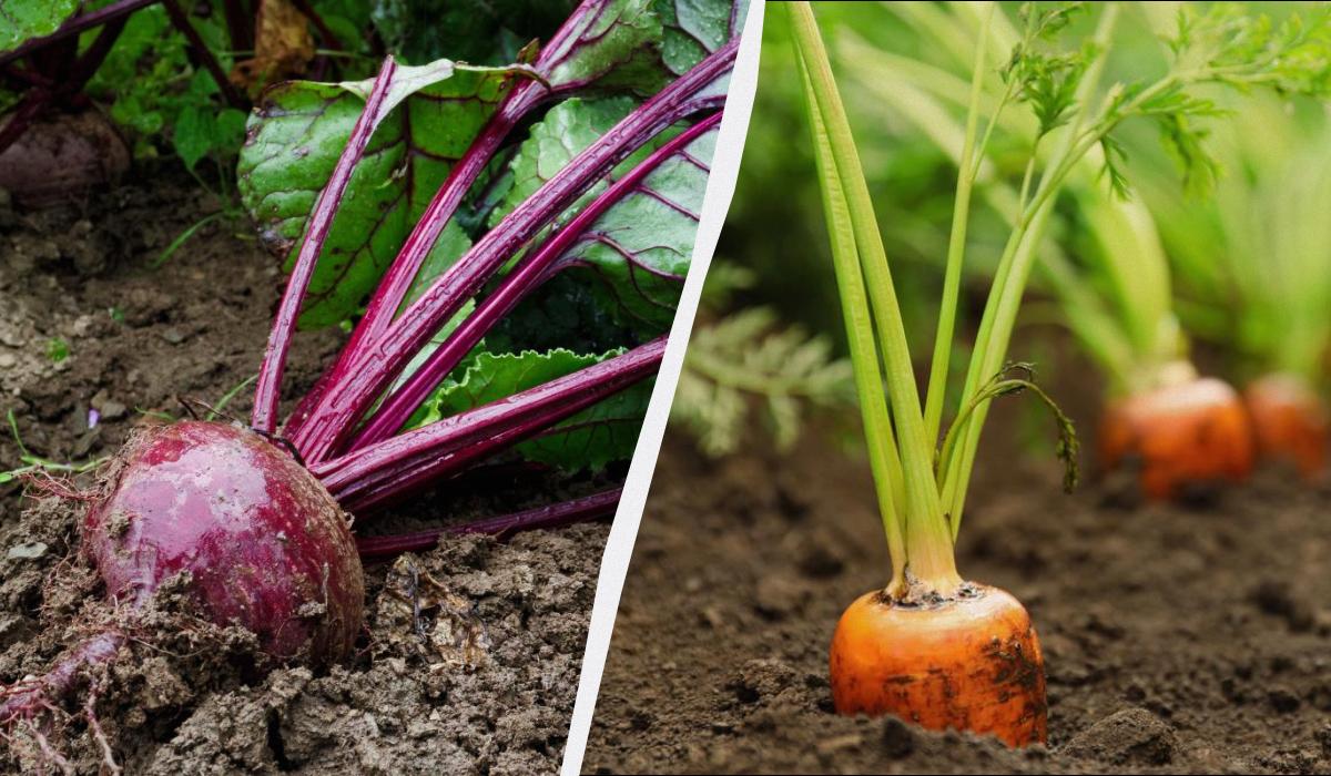 Лише 6 днів квітня підходять для посадки моркви та буряка: точний календар посіву 2026