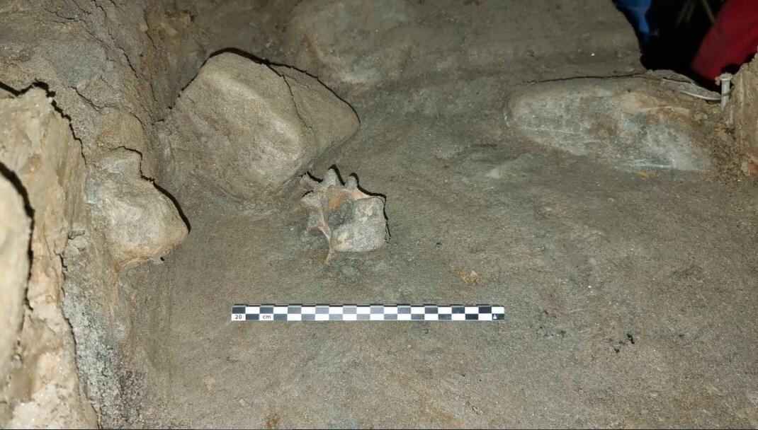 У 75000-річній печері в Норвегії виявили 46 видів, які ніколи не зустрічалися в одному місці