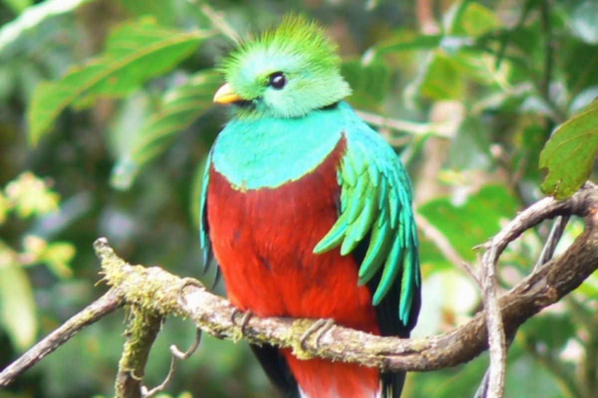 У джунглях Гватемали знайшли рідкісного птаха, за вбивство якого раніше страчували