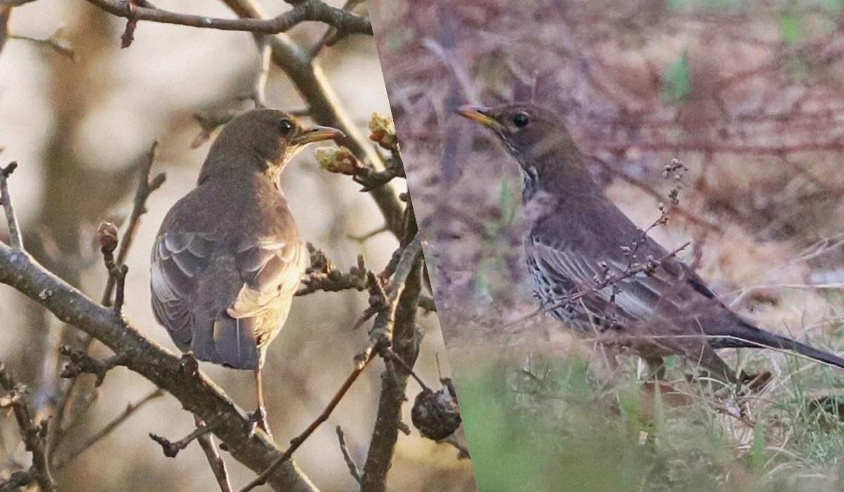 Рідкісна знахідка: у районі Чорнобиля зафіксували немісцевого дрозда