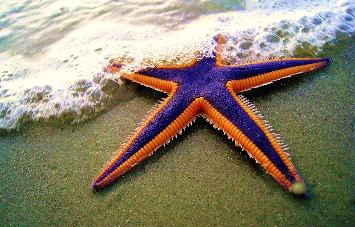 В океані мешкають дивні тварини з п’ятьма кінцівками та без голови: що про них відомо