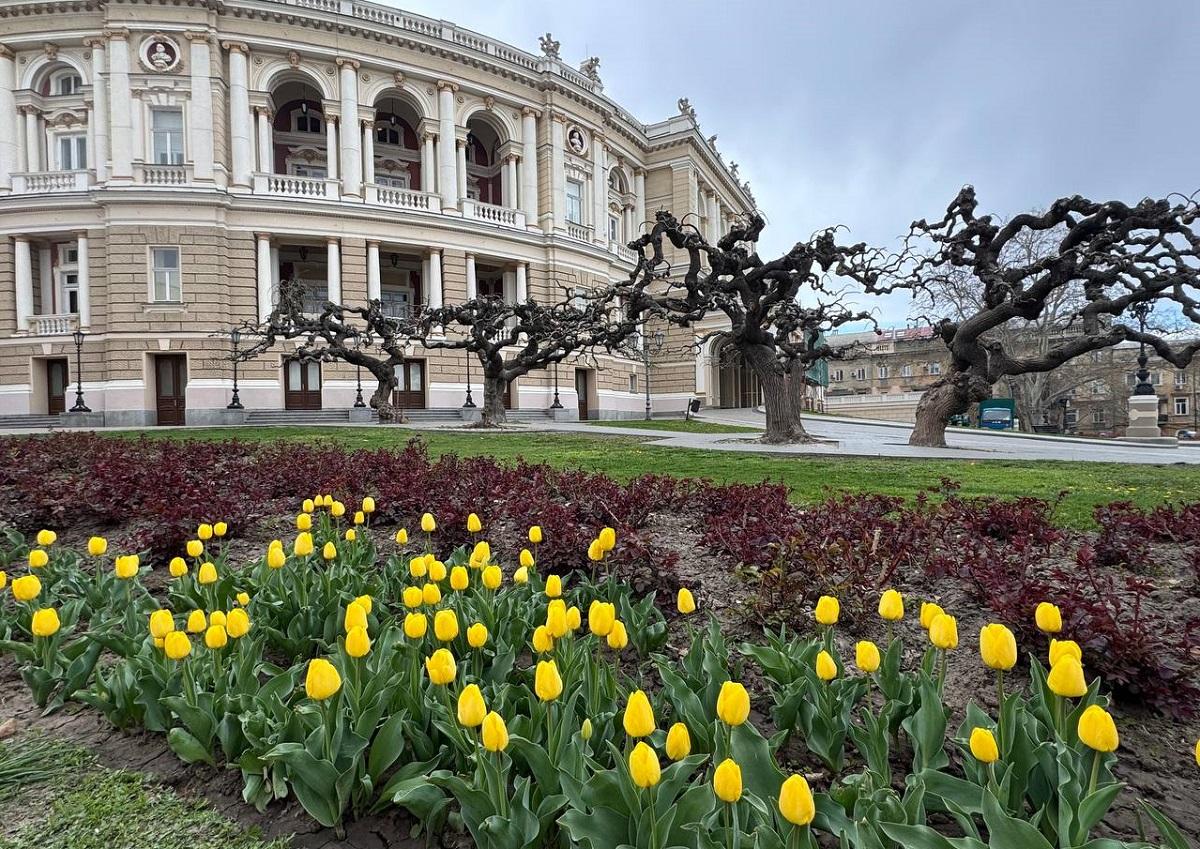 В Одесі зацвіли тюльпани з Нідерландів: незабаром місто вкриє фантастичний килим (фото)