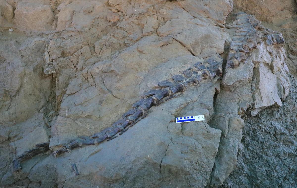 Ученые нашли посреди пустыни хорошо сохранившийся череп необычного динозавра (фото)