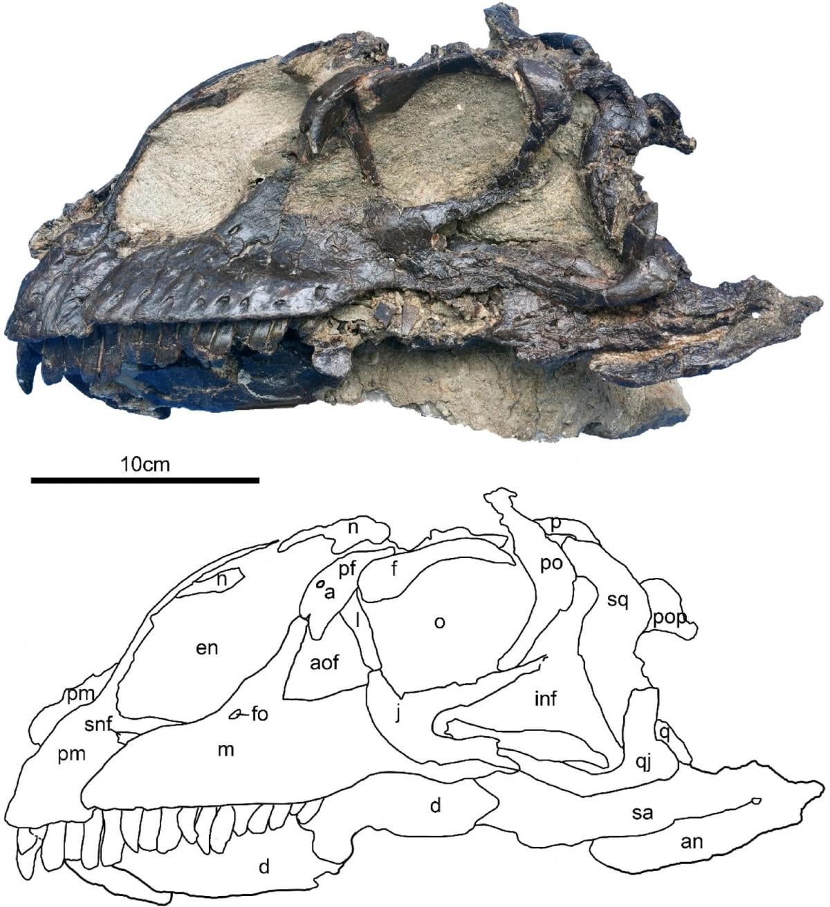 Ученые нашли посреди пустыни хорошо сохранившийся череп необычного динозавра (фото)
