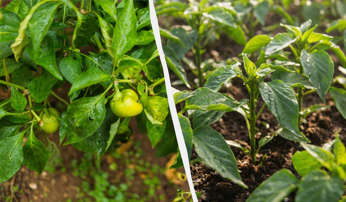 Досвідчені городники садять перець по два на лунку: у чому переваги цього методу