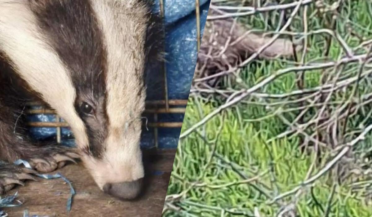 На Одещині врятували дику тварину, яка під час атаки РФ заскочила у двір житлового будинку