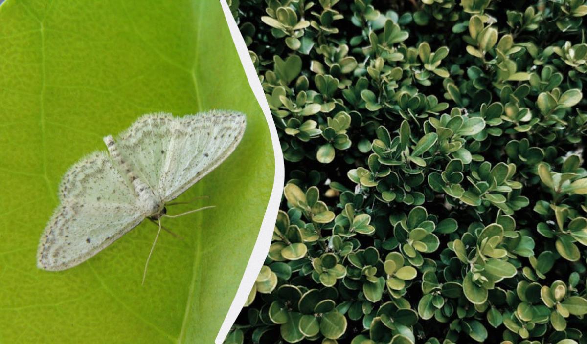 Як позбутися гусениць самшитової молі