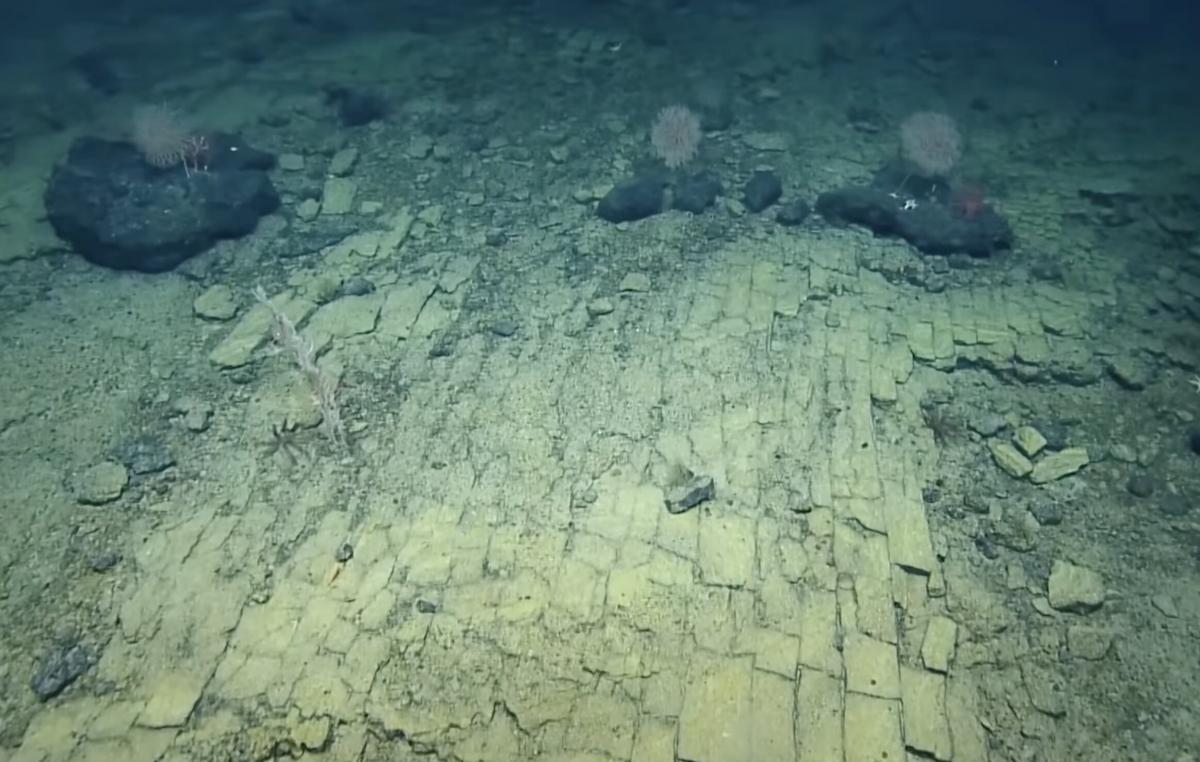 Моторошне видовище: вчені виявили на дні океану жовту 