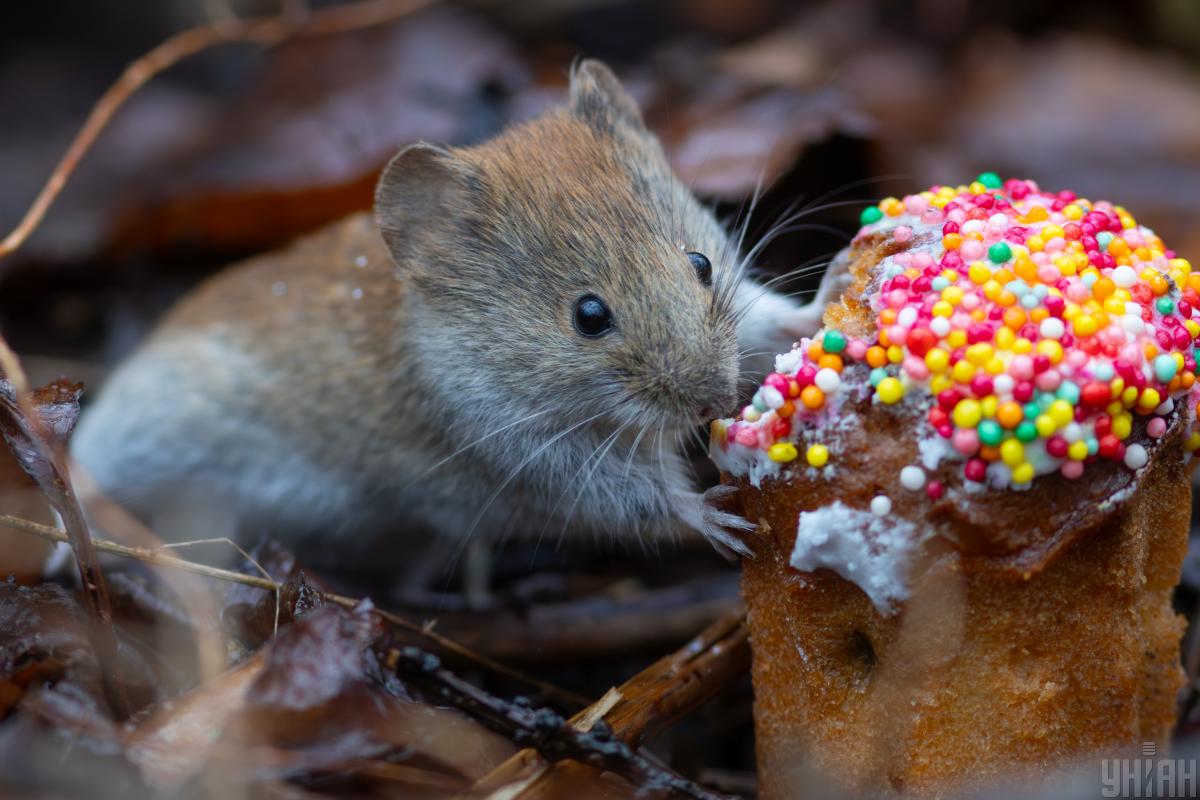 Синоптик розказав, яка погода буде в Україні на великодні вихідні Синоптик розказав, яка погода буде в Україні на великодні вихідні