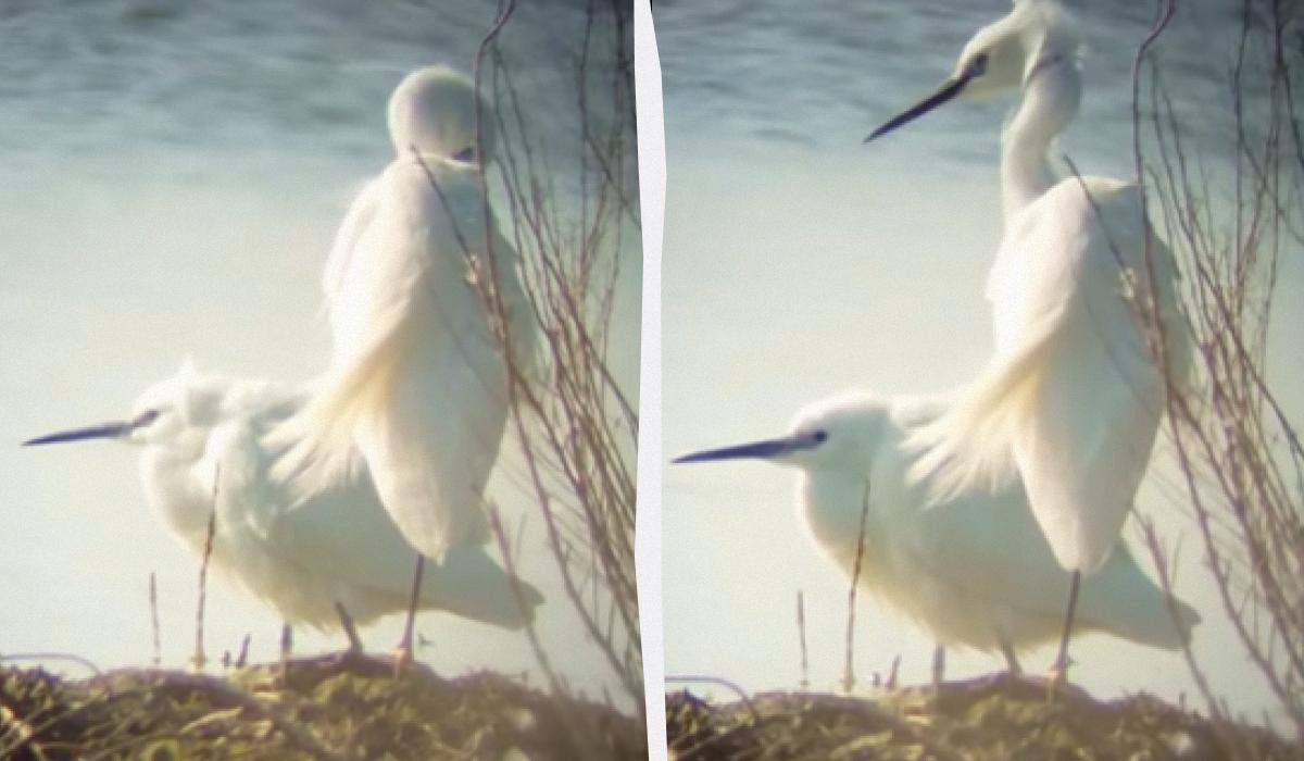 До Одещини прилетіли білосніжні птахи, які зимували в Африці (відео) До Одещини прилетіли білосніжні птахи, які зимували в Африці (відео)