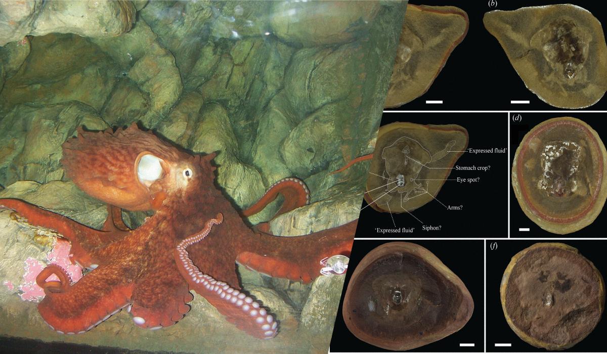 Самый древний осьминог из Книги рекордов Гиннеса оказался не тем, кем его считали