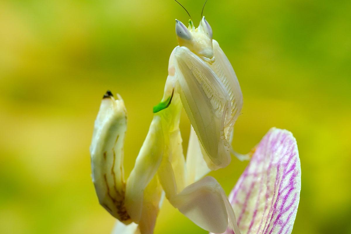 Волки в овечьей шкуре: ученые разоблачили самых коварных существ на планете