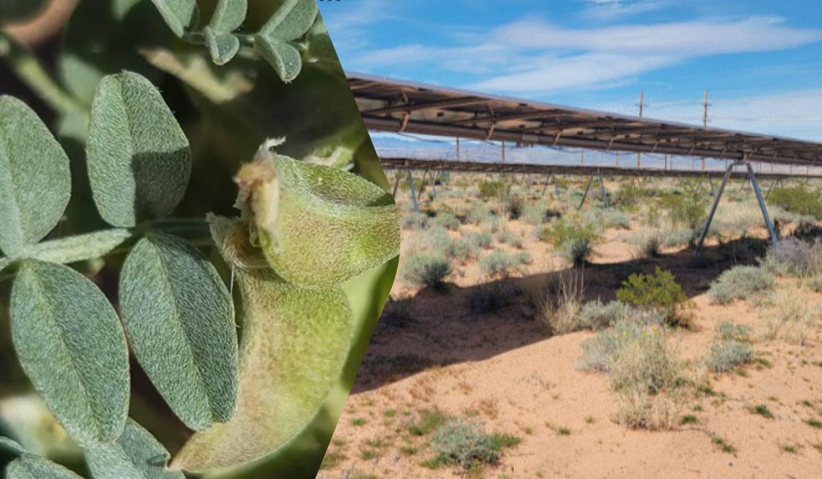Сонячні панелі проєкту Gemini дозволили процвітати рідкісній рослині у пустелі