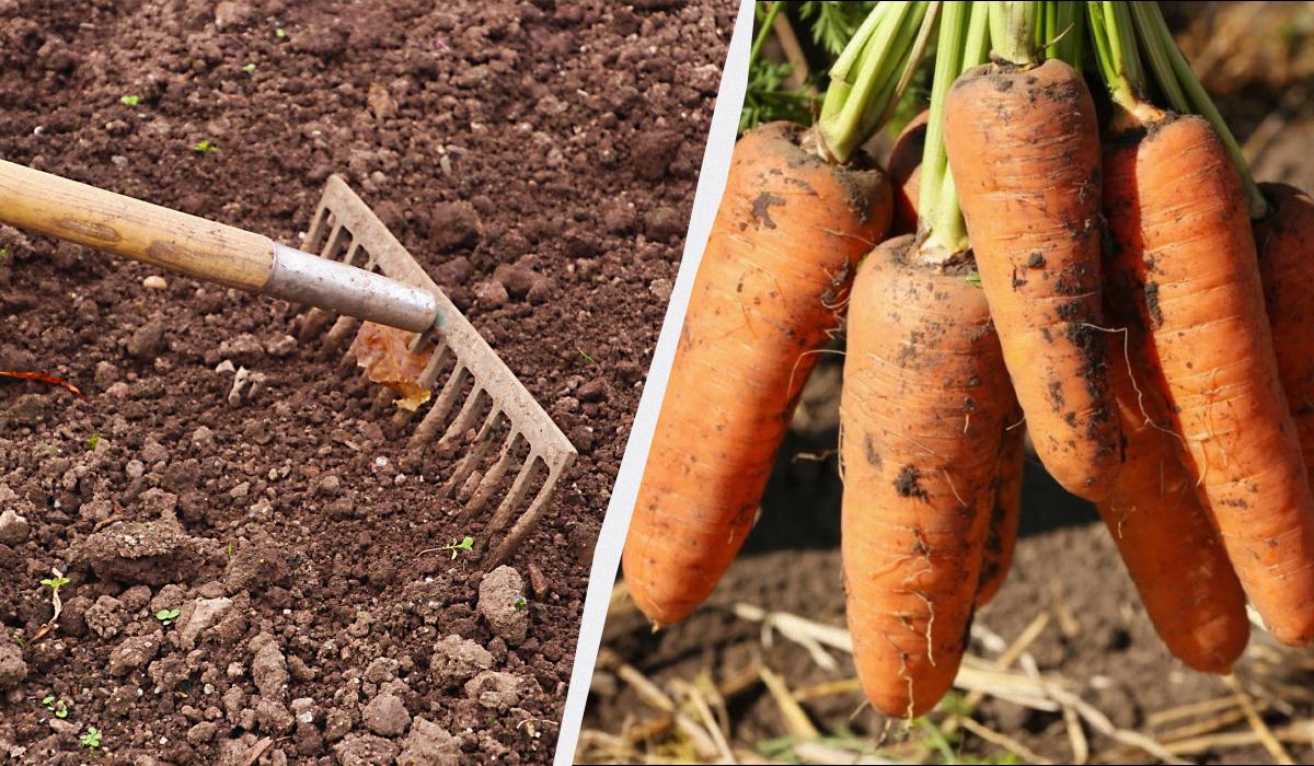 що потрібно додати в лунку під час посадки моркви що потрібно додати в лунку під час посадки моркви