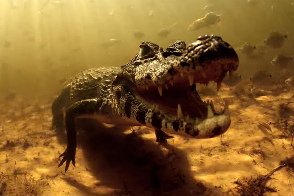 10 мільйонів крокодилів та хижаки-вбивці: цей регіон називають  найнебезпечнішим у світі