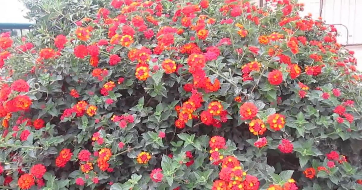 Не потребує догляду та цвіте до перших заморозків: названо найкращу квітку для балкона