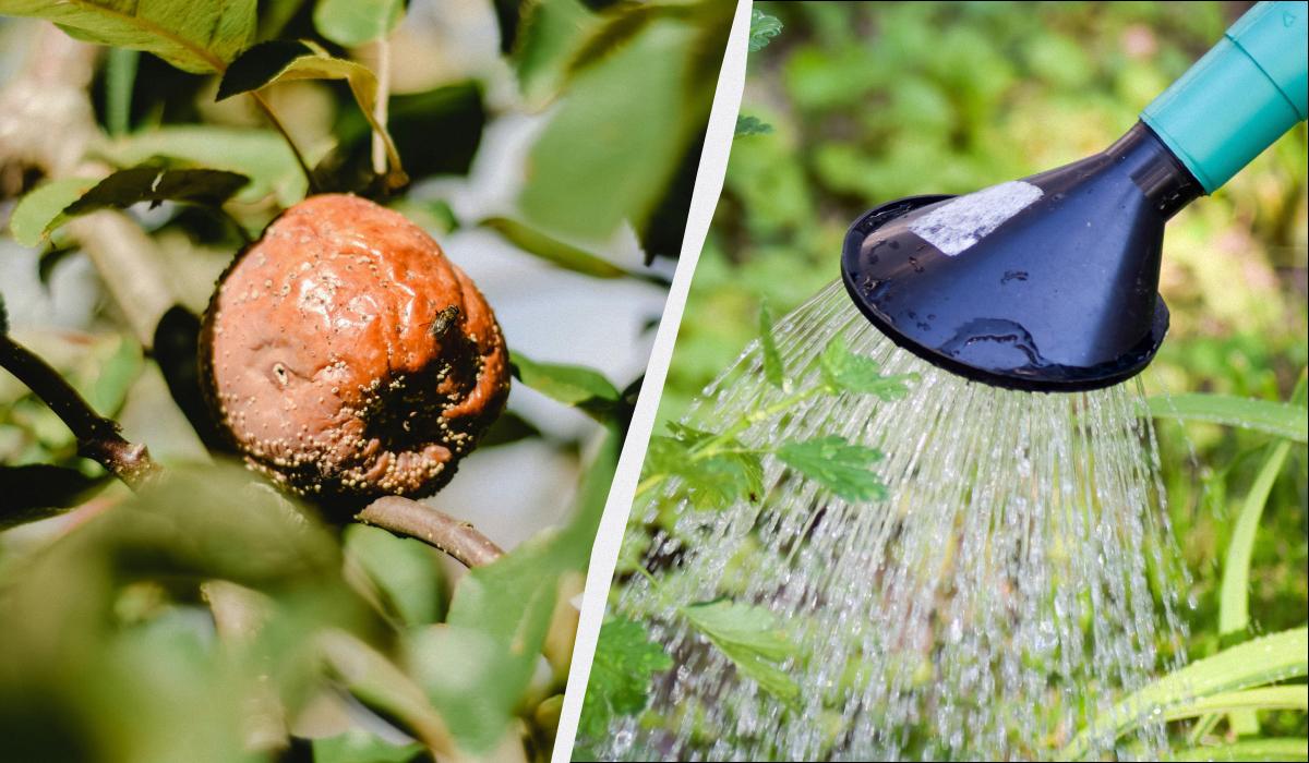 моніліоз абрикоса