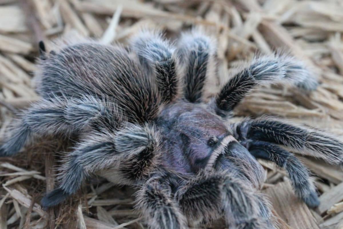 Тарантулы запоминают каждый свой путь к жертве: исследование ученых