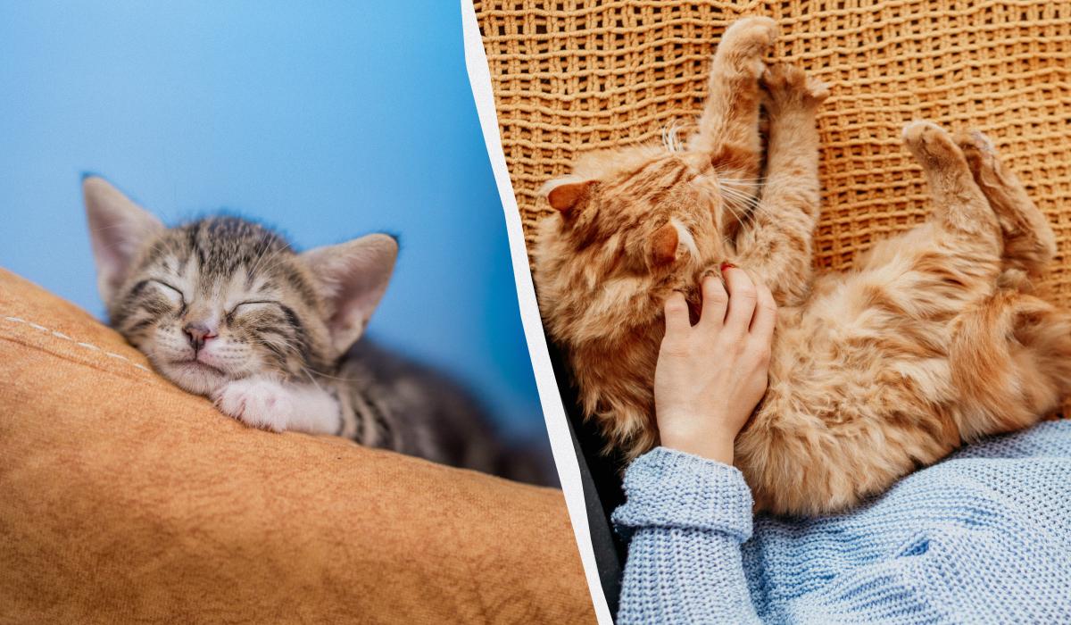 як кішки обирають, з ким спати