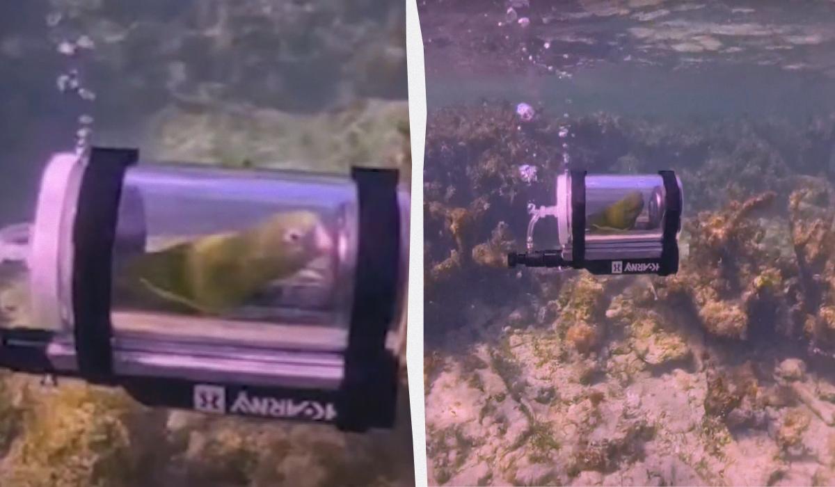 Папуга вирушив у підводну пригоду в саморобному 