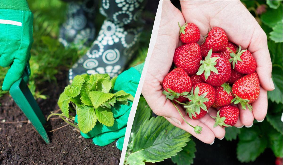 что надо сделать с клубникой ранней весной