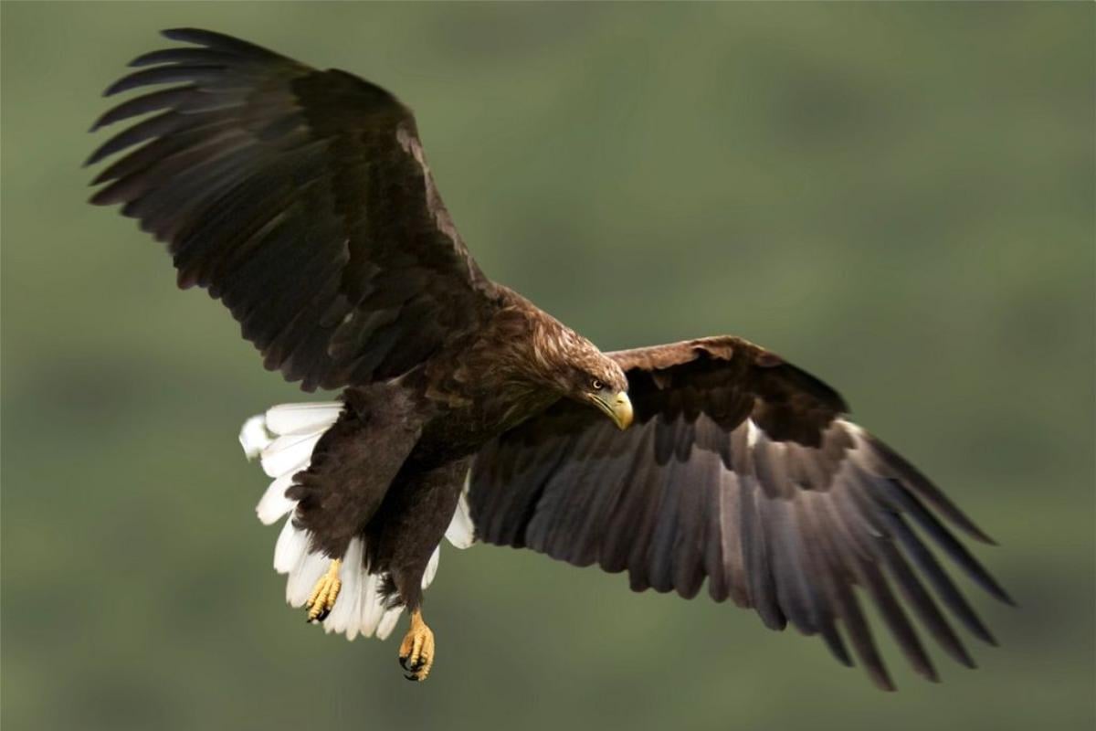 Вони не з’являлися 240 років: у небі над Англією помітили гігантських хижаків