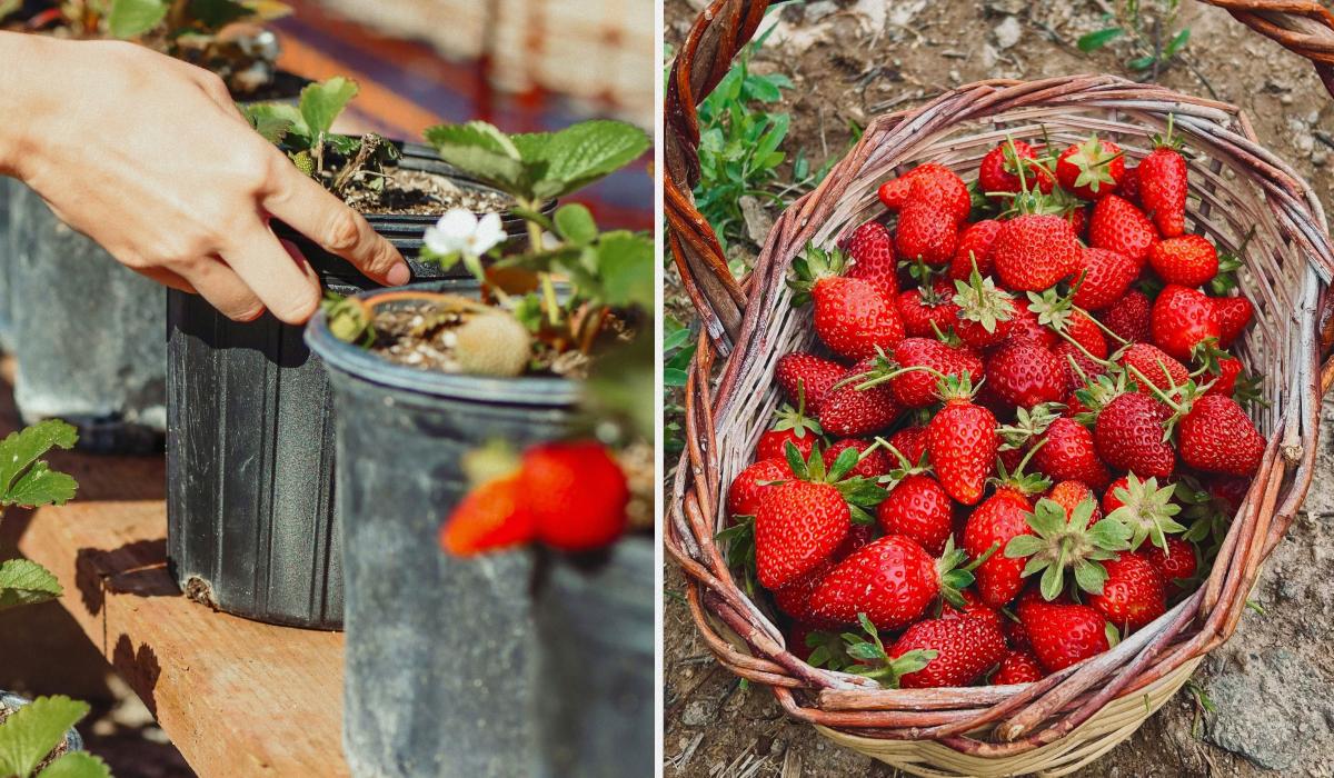 Коли садити полуницю в Україні навесні