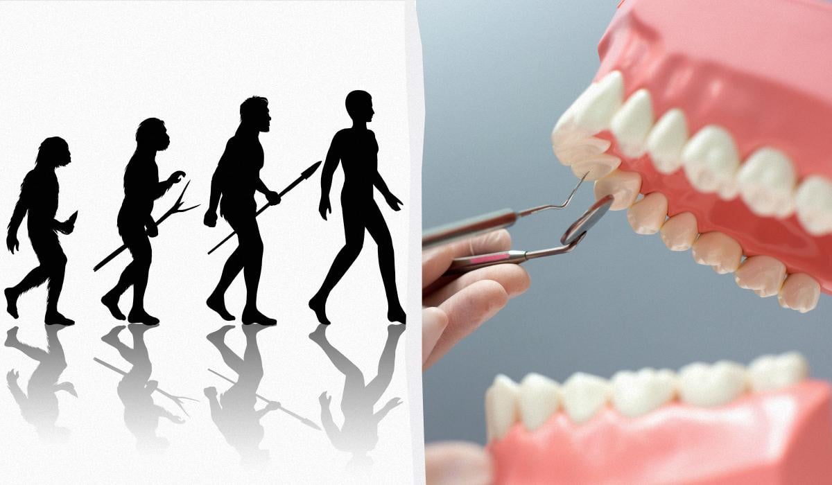 зачем нужны зубы мудрости зачем нужны зубы мудрости