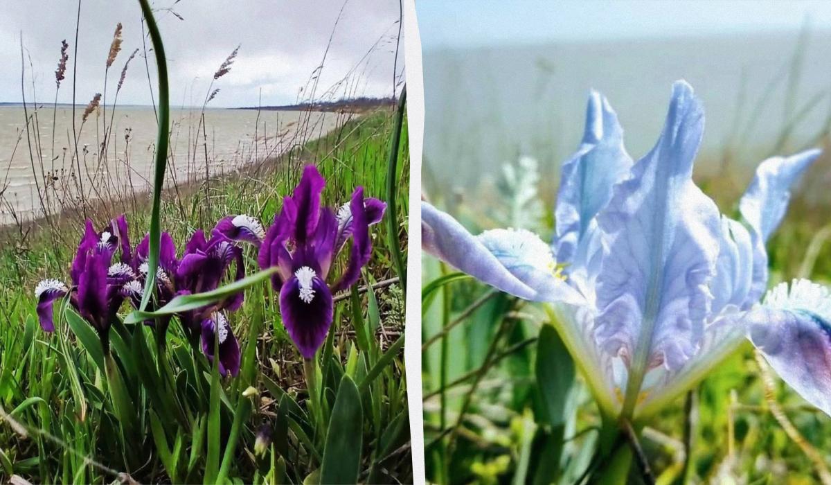 Гідні імен богів: на Одещині масово цвітуть неймовірно красиві квіти (фото) Гідні імен богів: на Одещині масово цвітуть неймовірно красиві квіти (фото)