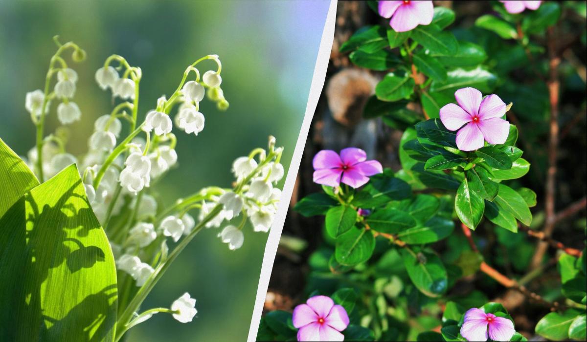 какие растения нельзя сажать во дворе