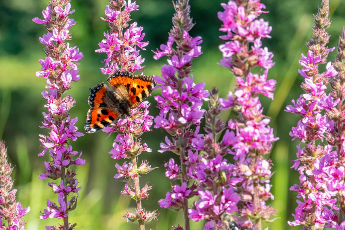 какие растения нельзя сажать во дворе