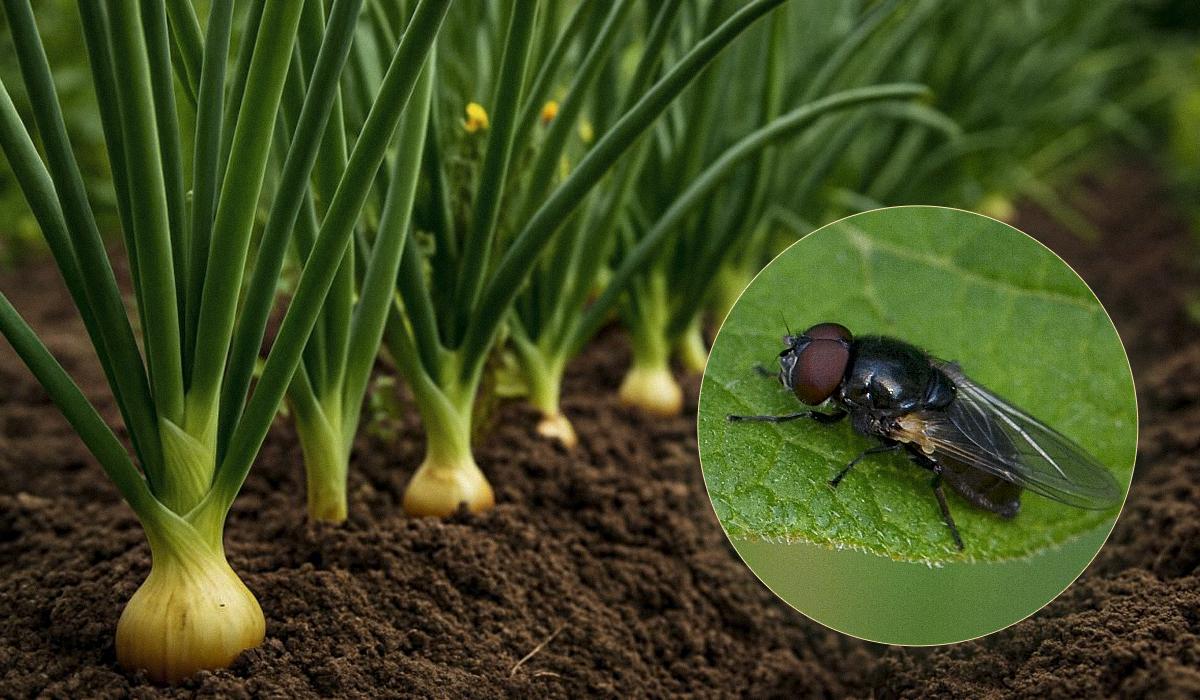 Цибулева муха й на метр не наблизиться до посівів: чим обробити грядки та сівок
