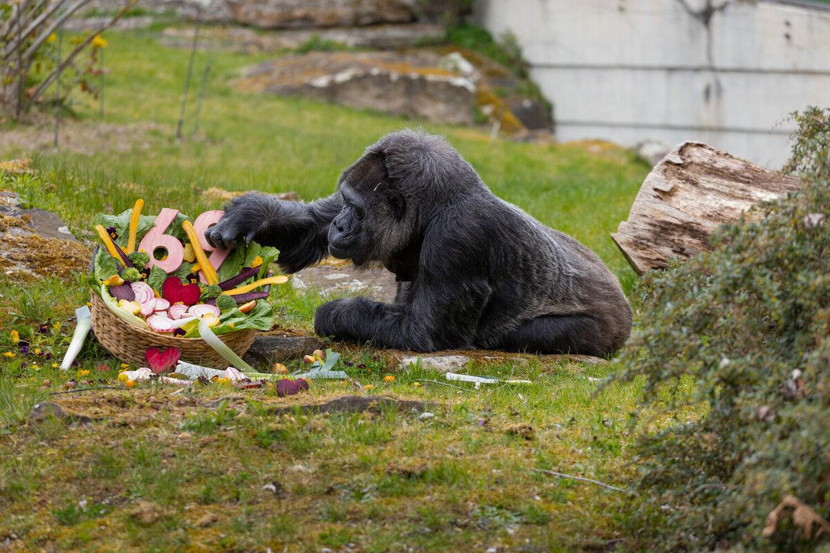 Найстаріша горила у світі відзначила 69-річчя (фото)