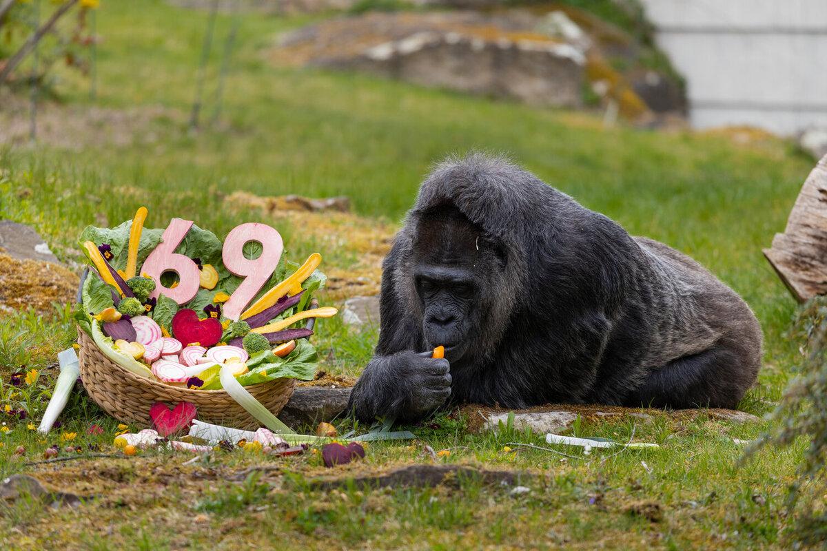 Найстаріша горила у світі відзначила 69-річчя (фото)