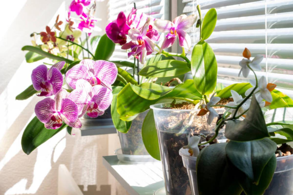 5 секретных советов от экспертов, которые заставят ваши растения расцвести быстрее 5 секретных советов от экспертов, которые заставят ваши растения расцвести быстрее