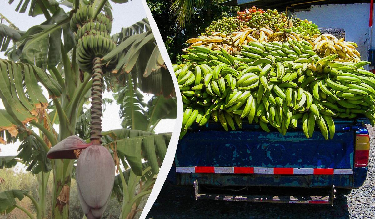 Стебли бананов после сбора урожая перерабатывают в ткань и бумагу: отходы стали ресурсом