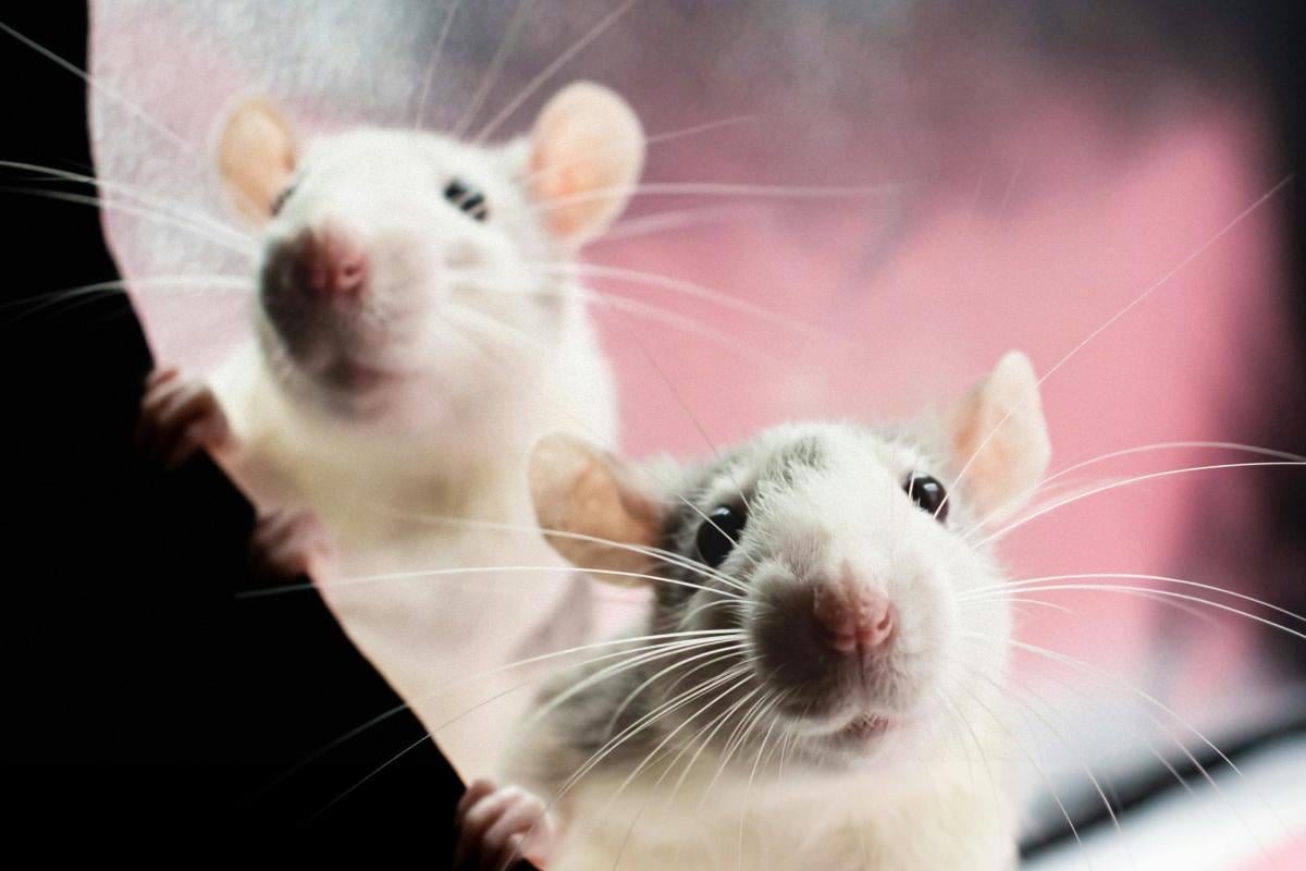 Как вывести крыс из сада и дома Как вывести крыс из сада и дома