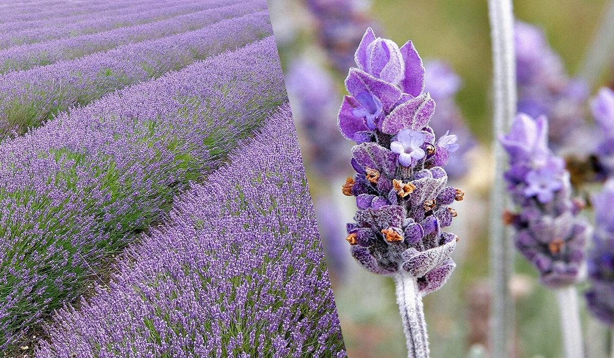 Квітнутимуть усе літо: ТОП-10 найкращих декоративних рослин для 'лінивого' догляду